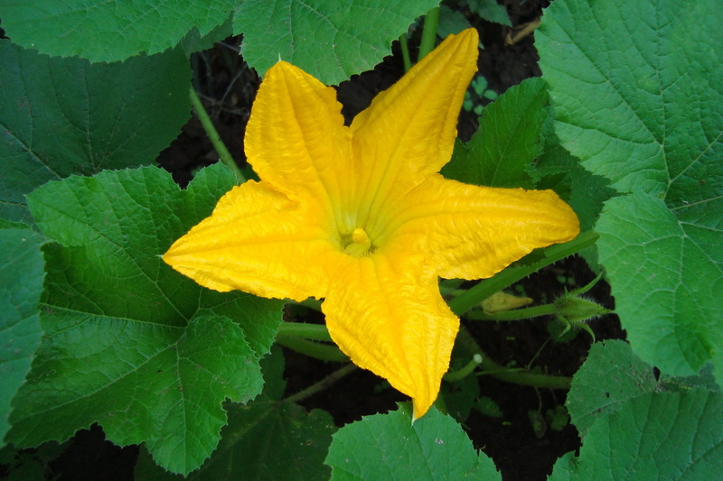 flower, no people, vulnerability, yellow, outdoors, pollen, leaves, plant part, bud, fragility, plant, freshness, nature, springtime, summer, growth, close-up