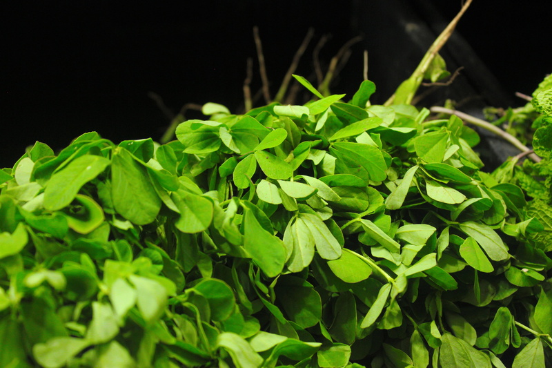 methi, food and drink, tasty, studio shot, vegetable, close-up, white, herb, wooden, indian, healthy, black background, fenugreek, parsley, growth, healthy eating