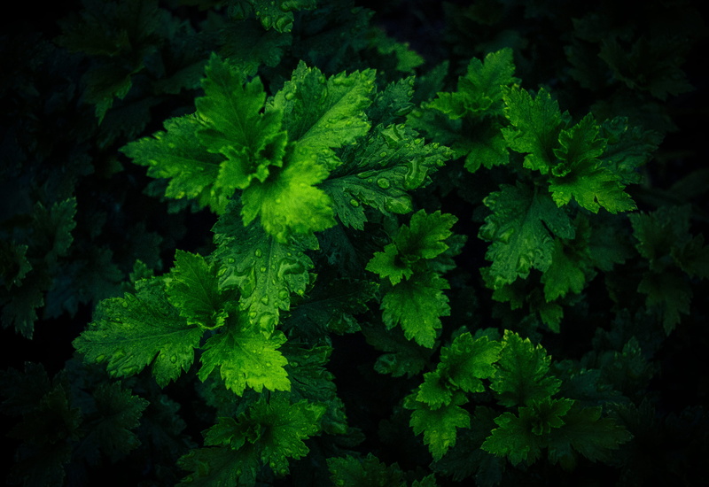 black background, food and drink, plant, leaves, nature, green color, top view, view, lush, dark, drops, photo, close-up, waterdrops