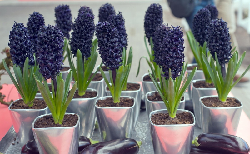 flower head, flowers, nature, flower Pot, eggplant, agriculture, selective focus, formal Garden, fragility, 1080P, multi Colored, small, hyacinths, cultivated