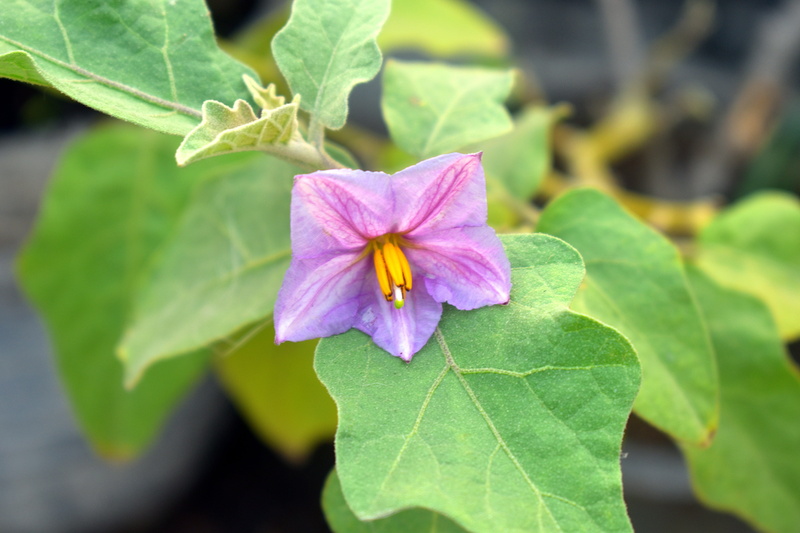 growth, purple flower, plant, eggplant, nature, flowering plant, fragility, beauty in nature, petal, pink color, no people, outdoors, close-up, green color