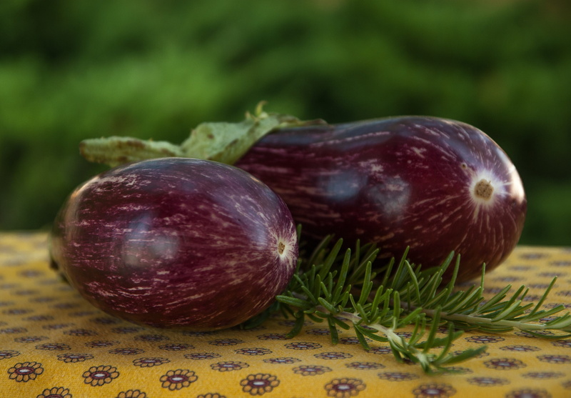 eggplant, focus on foreground, garden, fruit, day, ripe, still life, food and drink, rosemary, healthy eating, freshness, close-up, nut, wellbeing, vegetable