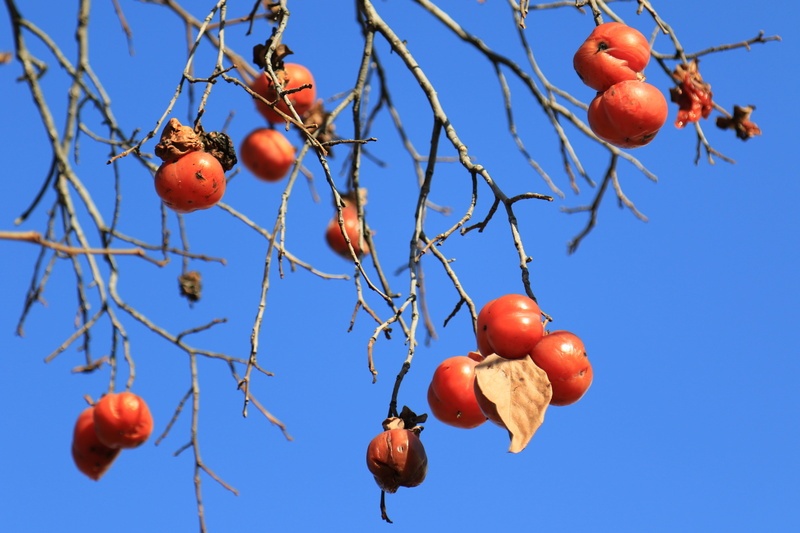 plant, no people, 5K, freshness, day, close-up, fruit, season, clear sky, leaf, tree, Eggplant, loneliness, branch, healthy eating, blue, growth, leaves
