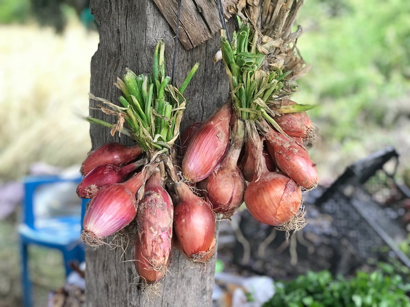healthy eating, no people, shallot, trunk, wellbeing, time, tree, close-up, vegetable, 2K, drying, tree trunk, plant, nature, wood - material, food and drink