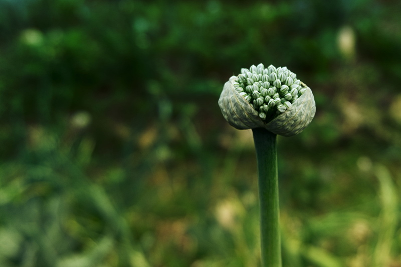 bud, close-up, garden, plant, nature, outdoors, shallot, flower head, beauty in nature, growth, day, white flower, summer, france, field, green color, focus on foreground