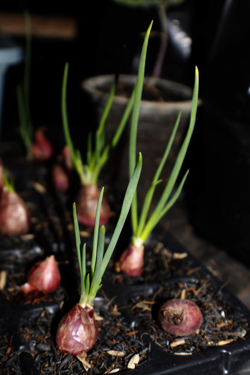 food and drink, crocus, nature, plant, red shallots, no people, growth, vegetable, green color, beginnings, onion, 4K, food, day, close-up, growing, vulnerability