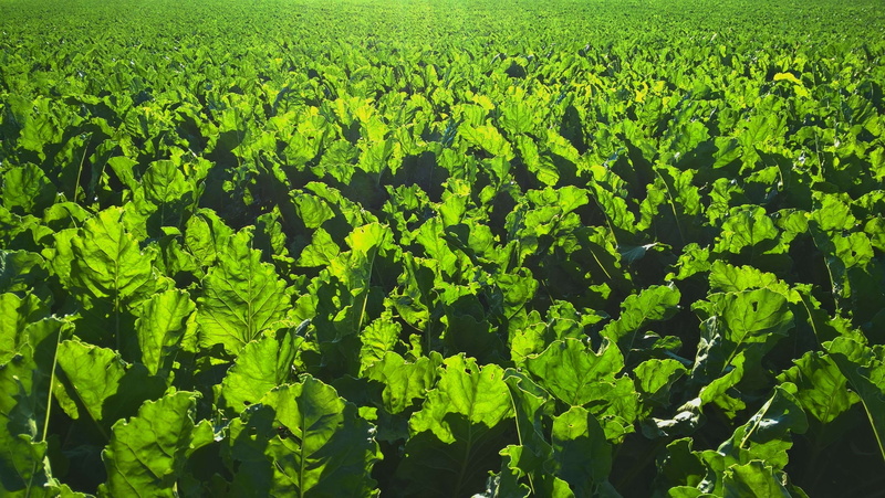 plant, backlit, 2K, sunlight, sunrise, land, agriculture, food and drink, sugar beet field in backlight, tranquility, leaves, green, sugar beet, freshness