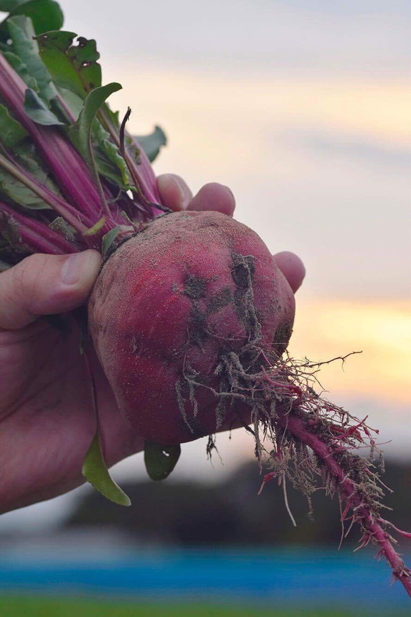 nature, freshness, fruit, hand, outdoors, human hand, unrecognizable person, focus on foreground, holding, 720P, beet, wellbeing, plant, day, healthy eating