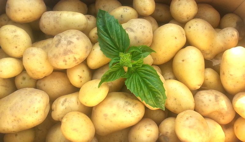 potatoes, green color, sale, healthy eating, organic, large group of objects, food and drink, raw, for sale, potato, high angle view, plant part, freshness