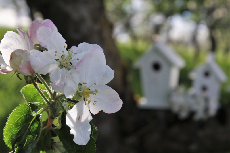 4K, the silence, white color, garden, green, closeup, close-up, the smell of, tree, blossom, fragility, cherry blossom, mood, growth, apple, pollen, beauty
