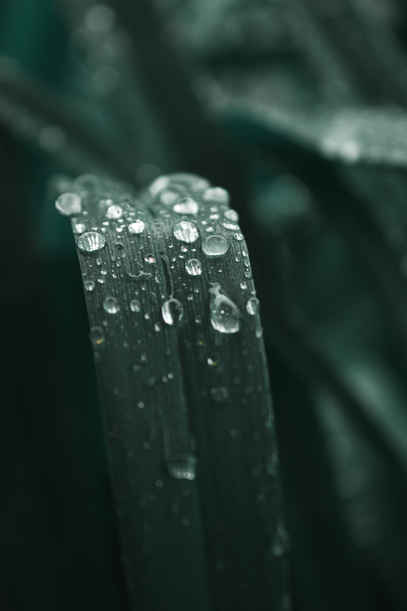 produce, blade of grass, day, iris, flower, selective focus, wet, fragility, drop, focus on foreground, watering can, droplet, raindrop, purity, green color