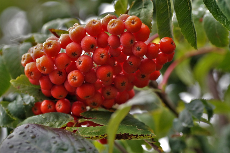 rowanberry, no people, nature, september, close-up, selective focus, tree, beauty in nature, berry, berry fruit, plant part, autumn, plant, day, leaf, food and drink