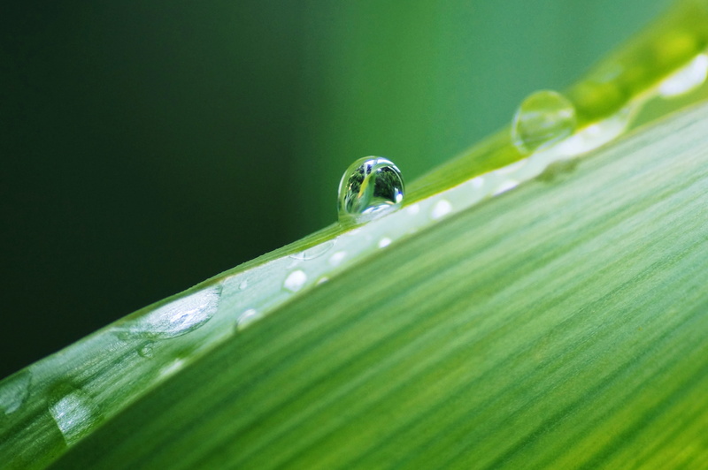 water, watering can, road, 4K, nature, purity, droplet, vase, leaf, beauty in nature, close-up, produce, grapefruit, blade of grass, animals in the wild