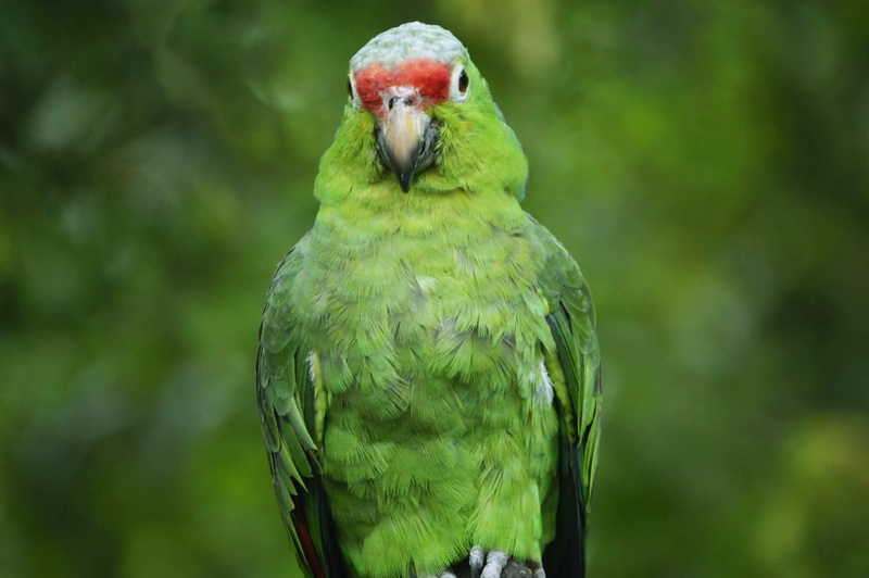 jungle, nature, parrot, day, animals in the wild, vertebrate, beak, tropical, animal themes, outdoors, birds, lora, one animal, ecuador, fauna, bird, close-up