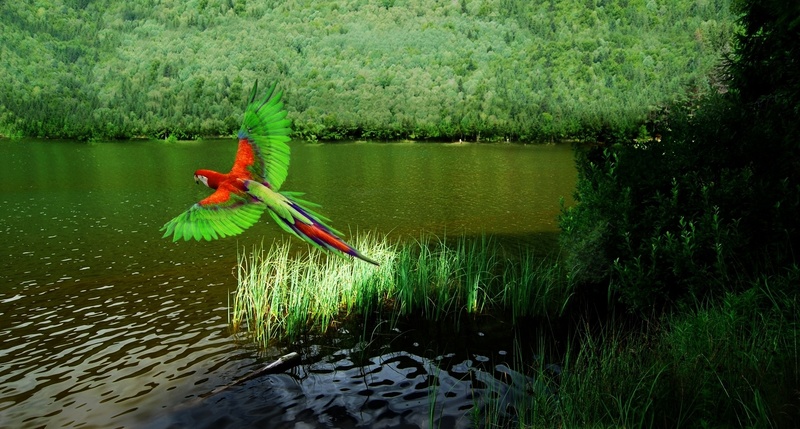 nature, vertebrate, body, 1080P, tree, rio, tropical bird, no people, beauty in nature, outdoors, animal themes, feather, wildlife, parrot, waterfront