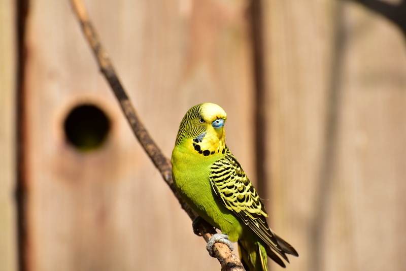 close-up, one animal, yellow, focus on foreground, 5K, wood - material, budgie, black, budgerigar, feather, bright, outdoors, green, colorful, beauty in nature