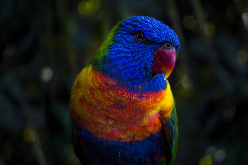 yellow, vibrant Color, beak, vertebrate, no people, bird, close-up, beauty in nature, focus on foreground, rainbow, tropical Rainforest, outdoors, rainbow lorikeet