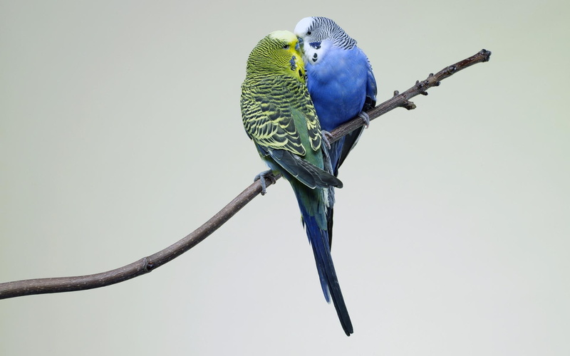 animals and birds, kissing, budgies, 1080P