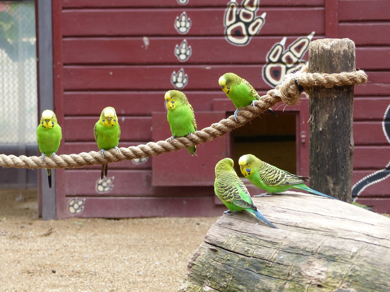 wood - material, animal wildlife, budgerigars, outdoors, small parrot, animals in the wild, parakeet, snake, birds, animal, australia, animal representation