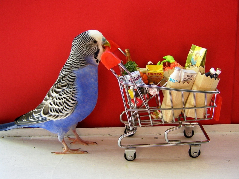 720P, indoors, food and drink, one animal, mammal, Budgie, animal, wall - building feature, no people, shopping cart, domestic, Budgerigar, animal wildlife
