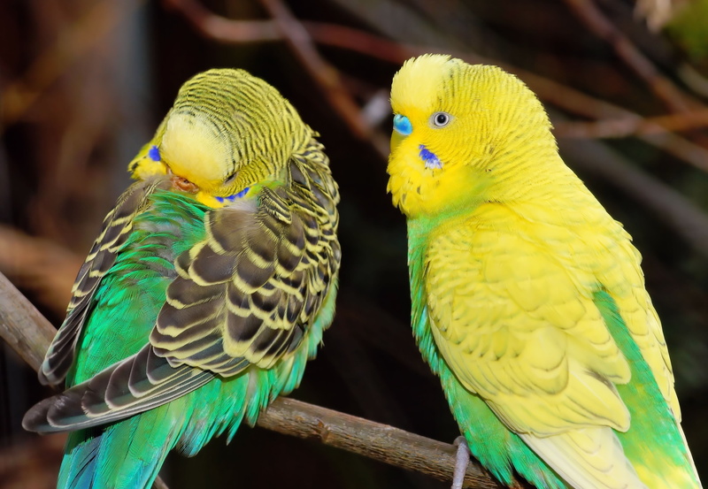 no people, animal, group of animals, birds, close-up, colorful, parakeets, animals in the wild, togetherness, animal themes, budgerigar, pets, together