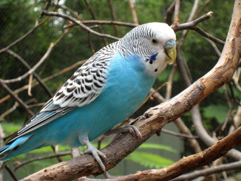 Budgerigar, Budgie, Birds, 1080P