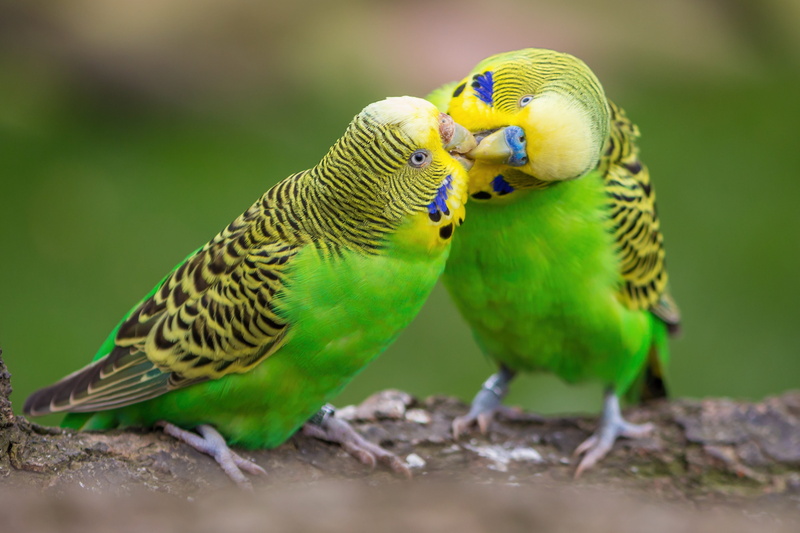 green color, outdoors, affection, budgie, nature, group of animals, no people, perching, parakeet, budgerigars, two animals, bird, parrot, animal, close-up