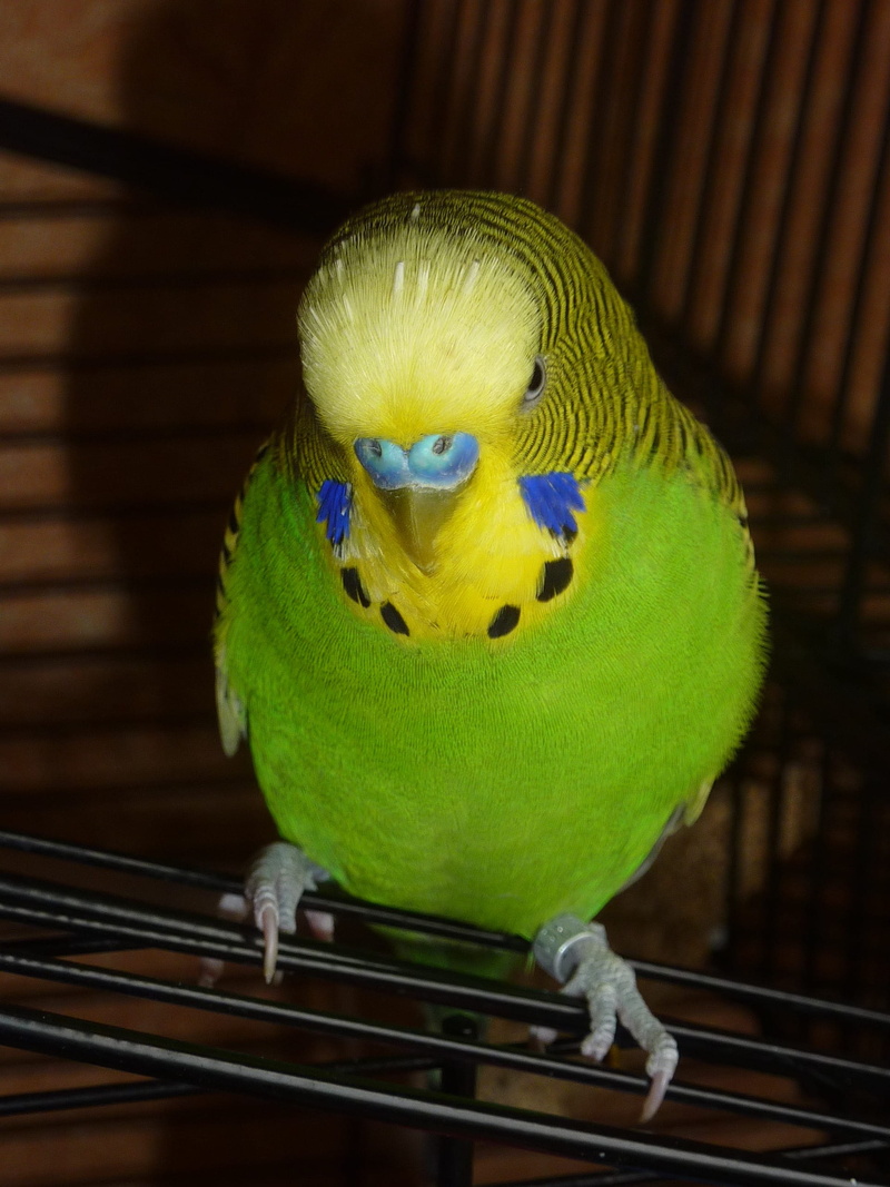 closeup, photo, one animal, blue, yellow, animal wildlife, close-up, front view, animals in the wild, Bird, Yellow, budgerigar, no people, 2K, focus on foreground
