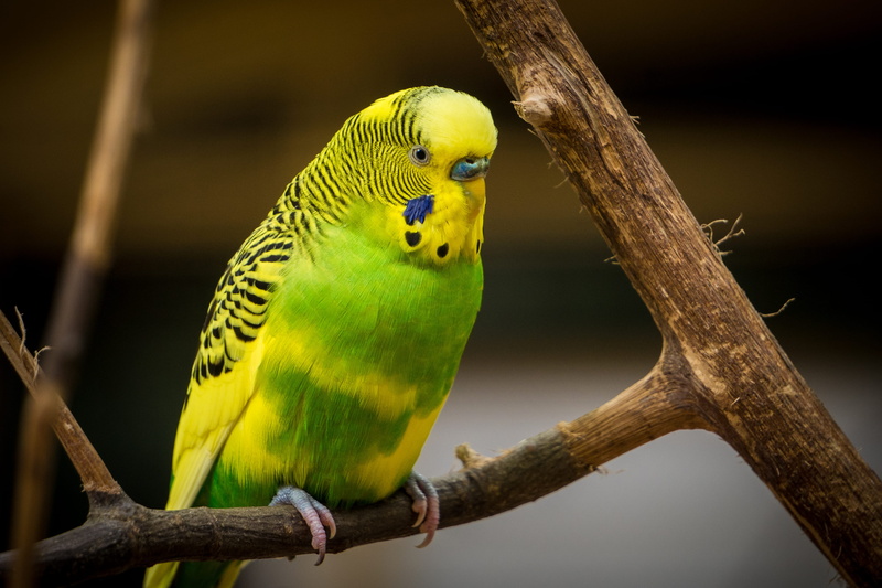 parakeet, feather, bright, vertebrate, perching, animal wildlife, tropical bird, bird, branch, animal themes, one animal, animal, plant, 4K, animals in the wild