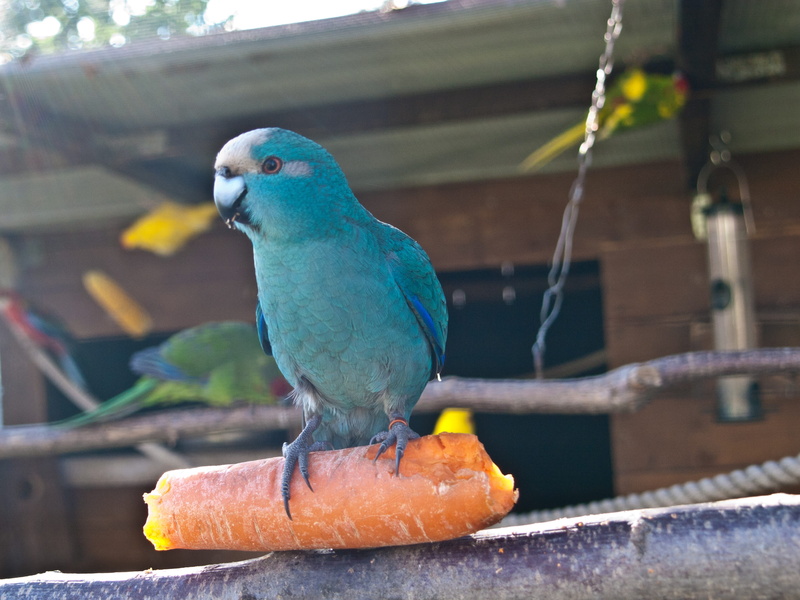 metal, close-up, multi Colored, perching, animal wildlife, voillere, small parrot parakeet, wildlife, bird, day, vertebrate, animal, food and drink, carrot