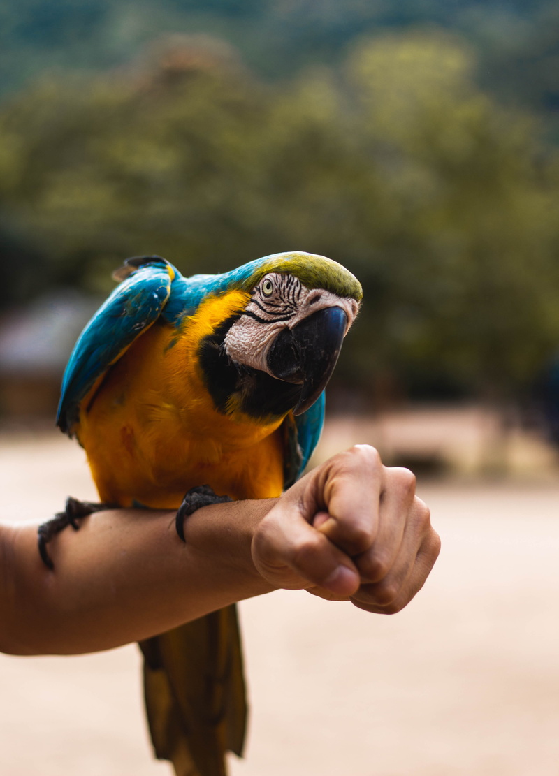 face, blue, perched, green, green Color, macaw, loro, outdoors, arm, orange, bird, s, cute, pet, nature, wildlife, brazil, 4K, beak, person, feather, wing