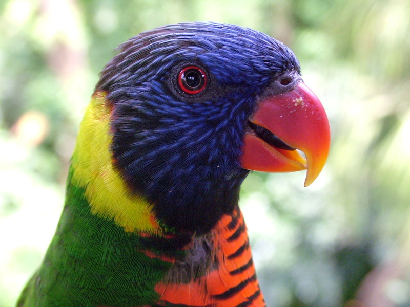 parakeet, bird, photography, green, 1080P, Parrot, Bird Park, beak, feather, Rainbow Lorikeet, green parakeet, pets, multi Colored, animal, focus, blue