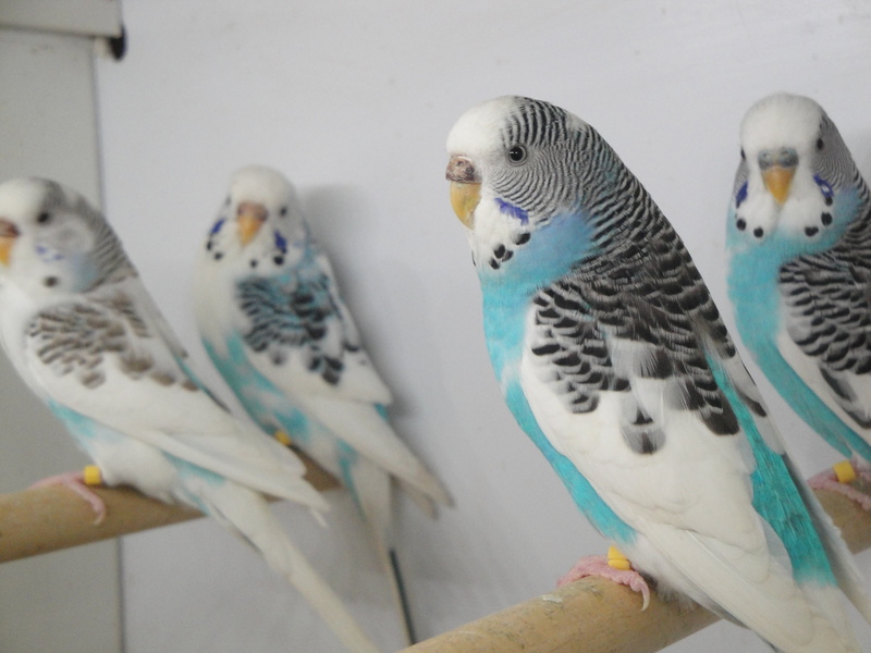 torque animals, pets, two animals, vertebrate, indoors, plumage, perching, blue, pet, cage, no people, bird, animal, budgerigar, feathers, torque, animal themes
