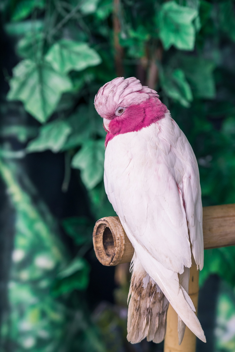 parakeet, cockatoo, animal themes, dove, cardinal, close-up, finch, parrot, 5K, rust, no people, pink color, outdoors, vertebrate, beak, wood, branch