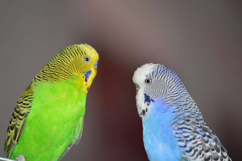 animals in the wild, animal themes, close, animal wildlife, domestic, two animals, blue, facing, parrot, two, 4K, group of animals, animal world, parakeets