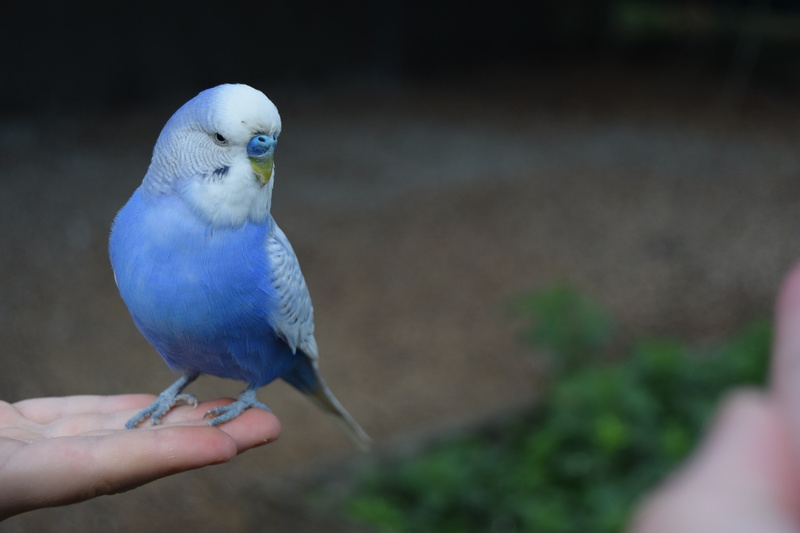 human finger, animals in the wild, vertebrate, finger, animal wildlife, parrot, cute, human hand, blue, 5K, hand, day, perching, holding, parakeet, bird