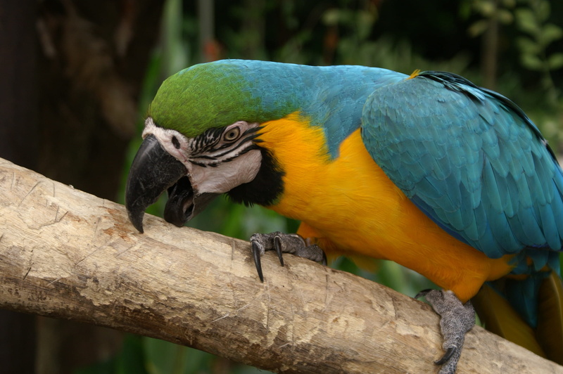 animal wildlife, animals in the wild, Large, animal, wildlife, perched, no people, beak, exotic, multi colored, pet, large, blue, one animal, 2K, vertebrate