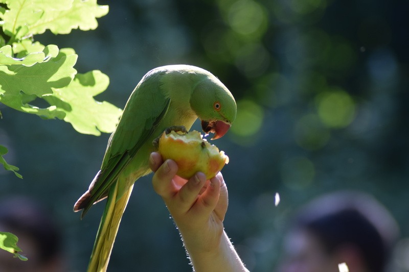 natural, color, outdoors, nature, 5K, parakeet, colorful, wildlife, tame, holding, cute, eye, food and drink, wild, fauna, day, close-up, pet, human hand