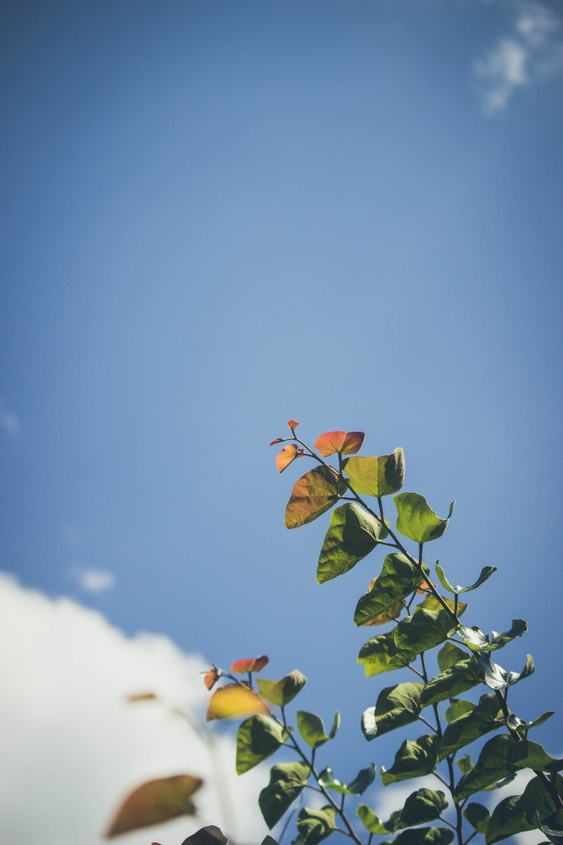 art, leisure activities, no people, nature, flora, sky, beauty in nature, leafed, blossom, flower, parakeet, blue, animal, amusement park, outdoors, freshness