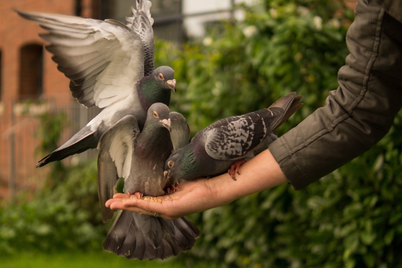 animal wildlife, peace, people, three animals, flying, day, group of animals, animals in the wild, nature, wings, pigeon, animal, black, hand, spread wings