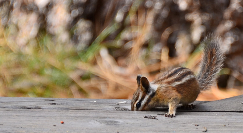 mammal, nature, animals In The Wild, Chipmunk, brown, panel, Lake Tahoe, outdoors, squirrel, wildlife, Bird Seed, black squirrel, 1080P, cute, wooden