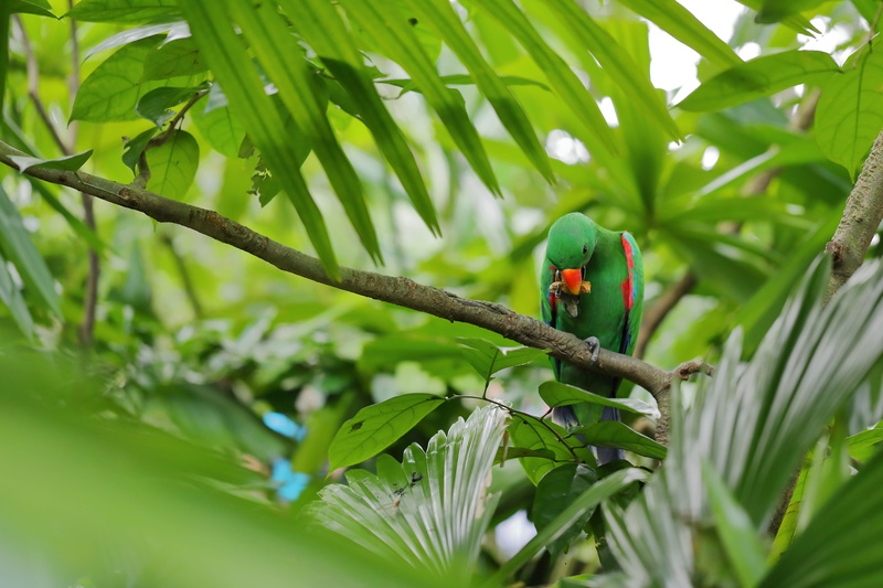 zoo, parakeet, perching, animal wildlife, one animal, 5K, jungle, leaf, tree, selective focus, green color, growth, parrot, perch, feeding, singapore zoo
