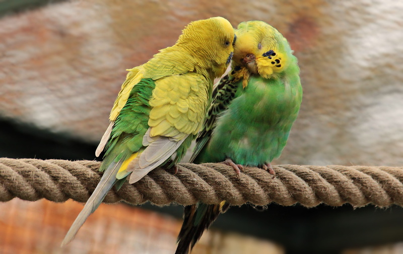photography, day, two, parakeet, outdoors, perching, group of animals, poultry, budgerigar, macro, wildlife photography, green-yellow birds, tree, green