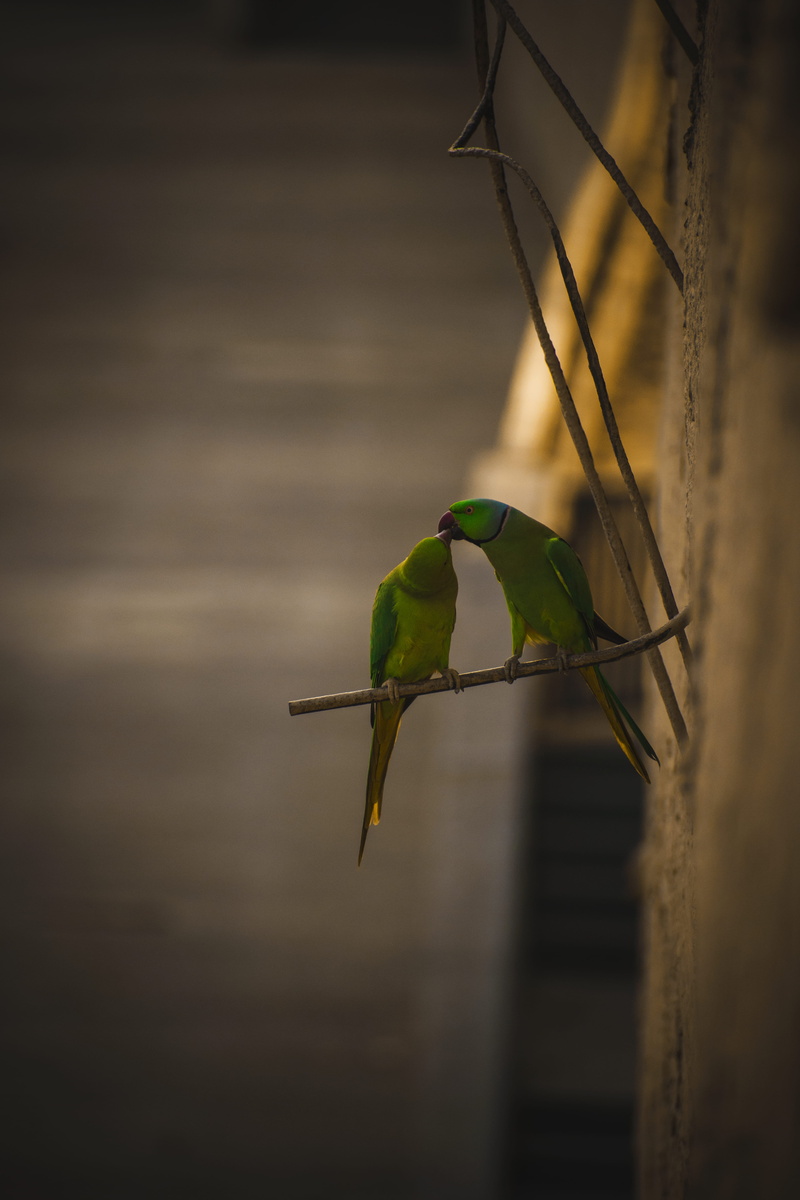 animals in the wild, animal wildlife, close-up, couple, green color, rose, focus on foreground, perch, no people, day, beauty in nature, parakeets, bar