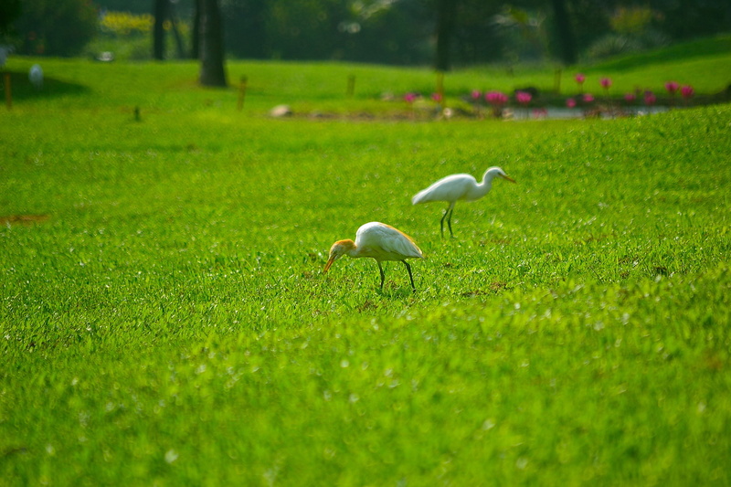 outdoors, Green Carpet, animal, bird, 2K, ducks, Lush, Goa, two, Bokeh, DOF, Search, White Crane, Kumaravel, wildlife, nature, field, grass, Leela, nikon