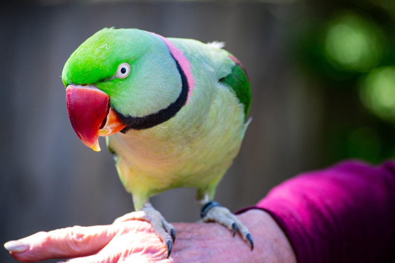 perched, human hand, colourful, photography, coloring, selective, nature, animal wildlife, pet, beak, animals in the wild, little, ring, people, colour