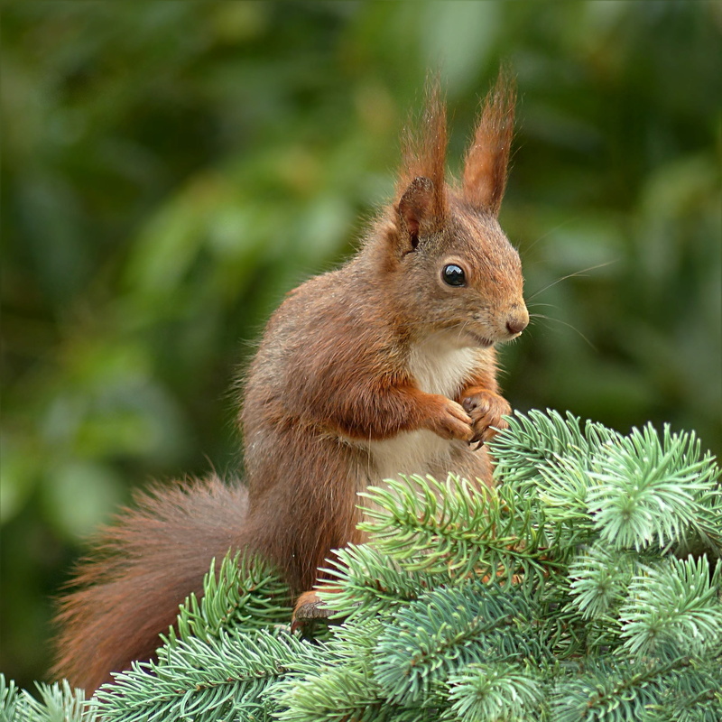 photo, day, one Animal, forest, vertebrate, cute, animal, 1080P, animal themes, closeup, fur, rodent, fluffy, no people, land, green Color, wildlife, tree