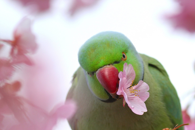 Indian ringed parrot, flower, bird, parrot, 1080P, Sakura, Alexandrine parrot Kramer