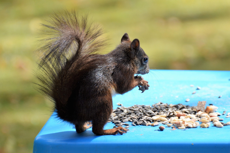 nut - food, vertebrate, close-up, outdoors, small, nature, animal, photo, wildlife, 5K, day, gnaw, squirrel, on top, chipmunk, cute, focus, animals In The Wild