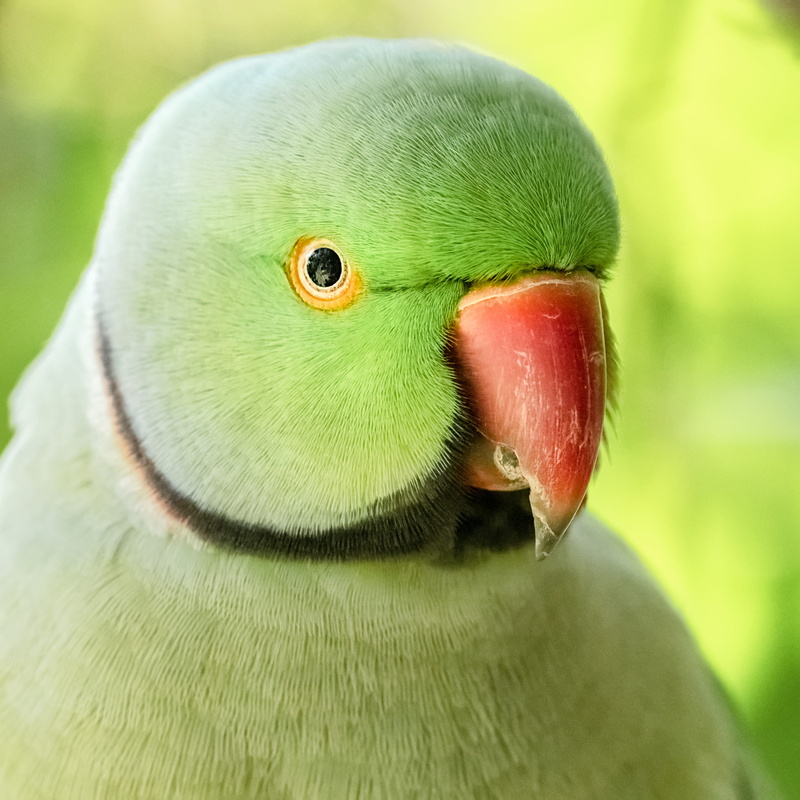 ring, animal, close-up, neck, focus on foreground, animals in the wild, beak, animal eye, 2K, close, bird, animal mouth, green, vertebrate, parakeet, cute